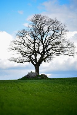 Yaprakları ve yeşil otları olmayan bir ağaç ve çevreleyen tarladan ağaçların yanına istiflenmiş büyük taşlar.