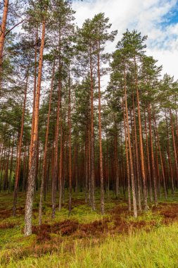 İnce bir orman, uzun çam ağaçları ve mavi bir gökyüzü, beyaz bir bulut süzülüyor, ama ağaçların kökleri yeşil bir yosun halının içinde saklı.