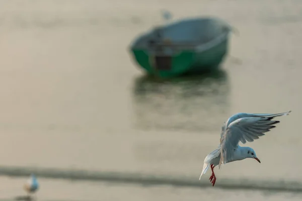 Ein Weißer Vogel Mit Ausgestreckten Flügeln Fliegt Und Strand Landen — Stockfoto