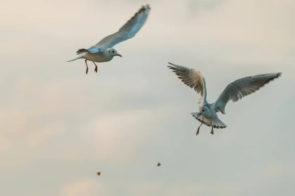 Weißer Vogel Mit Ausgestreckten Flügeln Fliegt Und Fängt Der Luft — Stockfoto