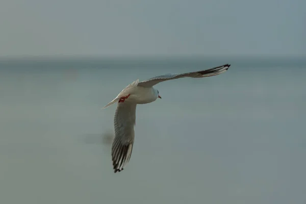 Weiße Vogelmöwe Mit Ausgestreckten Flügeln Fliegt Richtung Wasser Fische Fangen — Stockfoto