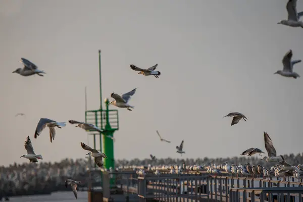 Ein Grüner Leuchtturm Und Möwen Fliegen Und Sitzen Auf Einem — Stockfoto