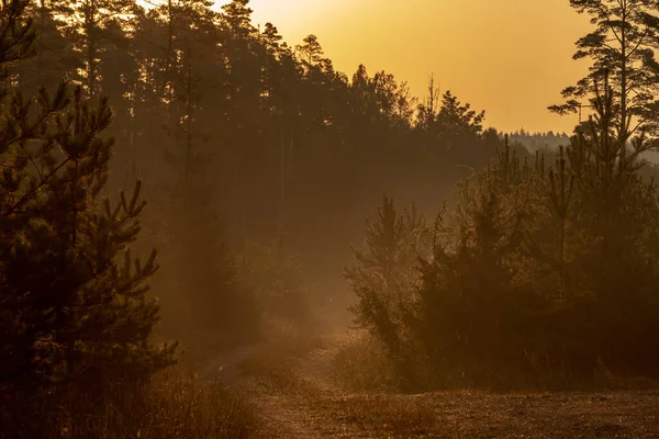 Manhã Ensolarada Cedo Floresta Com Nevoeiro Através Qual Raios Sol — Fotografia de Stock