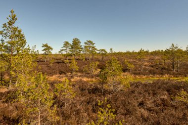 Duvarlar ve çam kökleri arasında büyüyen bataklıktaki küçük yeşil çam ağaçları yumuşak bataklık arazisini güçlendirir.