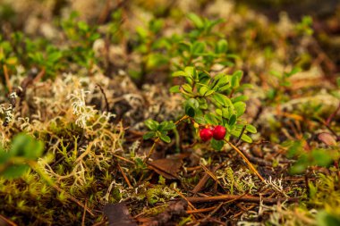 iki kırmızı kızılcık, yeşil yapraklar ve küçük orman dallarıyla dolu yosunlar ve düşmüş çam iğneleri, kahverengi ve sarı renkler elde ettiler.