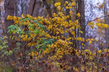 Gri sonbahar gününde, yeşil ve sarı yapraklar yan yana, diğer ağaçların yaprakları çoktan dökülmüş ve zemini kaplamışlar.