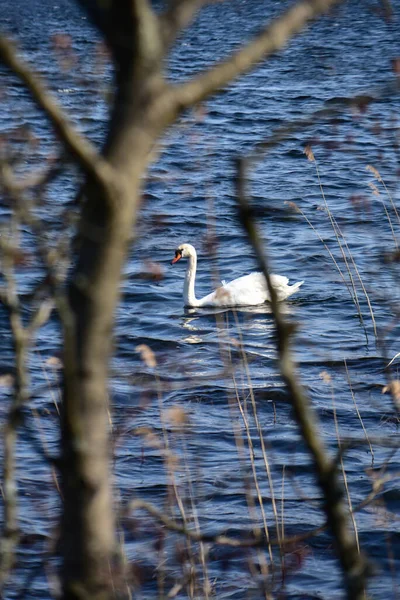 Cygne Blanc Flotte Dans Eau Derrière Les Roseaux — Photo