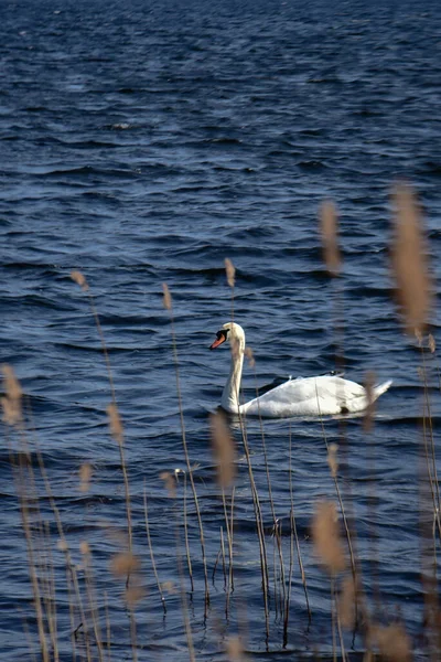 Bílá Labuť Plave Vodě Rákosím — Stock fotografie