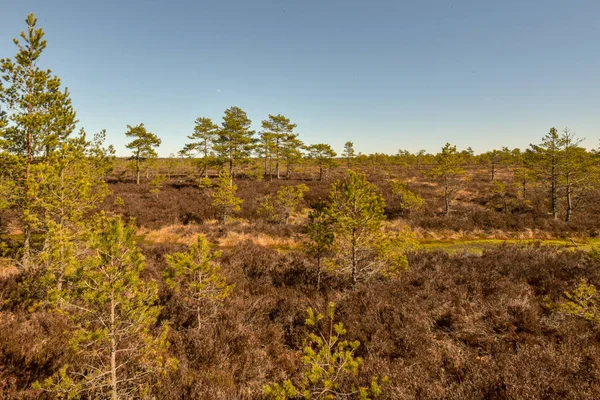 Duvarlar ve çam kökleri arasında büyüyen bataklıktaki küçük yeşil çam ağaçları yumuşak bataklık arazisini güçlendirir.