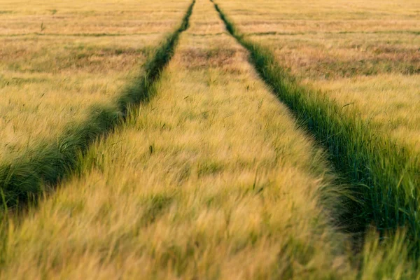 Campo Cereais Duas Faixas Deixadas Por Trator Que Estendem Muito — Fotografia de Stock