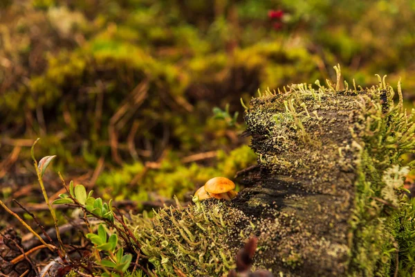 Floresta Velho Toco Pequenos Cogumelos Estão Escondidos Atrás Toco Árvore — Fotografia de Stock