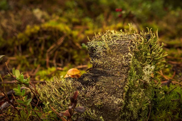 Floresta Velho Toco Pequenos Cogumelos Estão Escondidos Atrás Toco Árvore — Fotografia de Stock