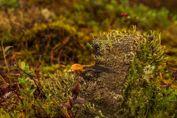 Лісі Старий Пень Маленькі Гриби Ховаються Гнилим Деревним Пеньком Вирощеним — стокове фото