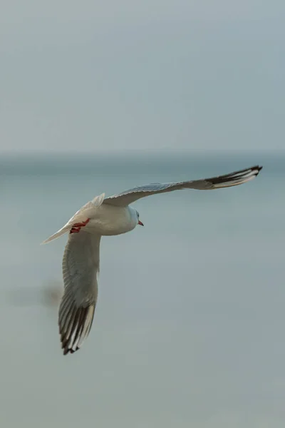 Weiße Vogelmöwe Mit Ausgestreckten Flügeln Fliegt Richtung Wasser Fische Fangen — Stockfoto