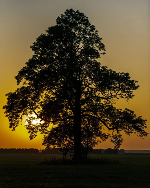 Silhueta Árvore Gordinha Pôr Sol Verão Porque Sol Está Escondido — Fotografia de Stock