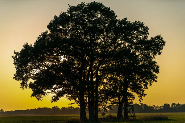 Gordito Árbol Silueta Verano Puesta Del Sol Porque Sol Oculta — Foto de Stock