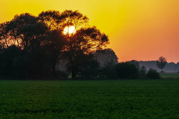 Silhueta Árvore Gordinha Pôr Sol Verão Porque Sol Está Escondido — Fotografia de Stock