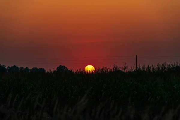 Por Sol Campo Milho Uma Linha Energia Com Céu Laranja — Fotografia de Stock