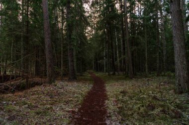 Ağaçların arasındaki orman yolu kışın ormanın karanlık çalılıklarına çıkar.