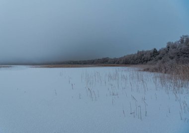 Ormanın kenarında donmuş bir göl gölün kenarında bükülmüş bir göl, karlı bir kar ve bulutlu bir günde ağaçların dalları donuk.