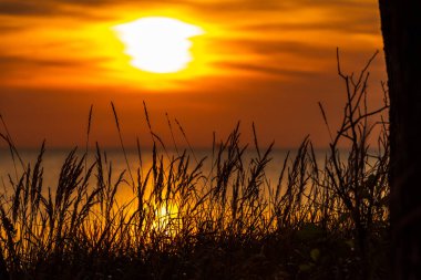 Çimenler gün batımında deniz kenarında süzülür ve güneş hem gökyüzünde hem de su yüzeyinde özellikle sıcak tonlarda çevreyi boyar.