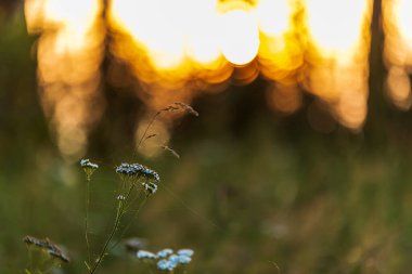 Gün batımında küçük beyaz çayır çiçekleri örülmüş ince örümcek ağlarıyla küçük bir örümcek ağı oluşturuyorlar.