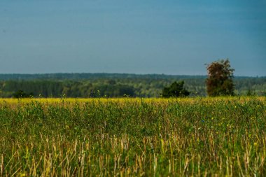 Yazın yeşil çayır, sarı çiçekler ve ufukta koyu yeşil ormanlar.
