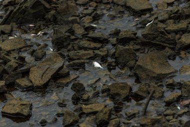 Su seviyesi hidroelektrik santralinde düştükten sonra nehir kıyısındaki kayaların arasında kalan balıklar.