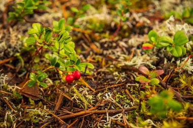 iki kırmızı kızılcık, yeşil yapraklar ve küçük orman dallarıyla dolu yosunlar ve düşmüş çam iğneleri, kahverengi ve sarı renkler elde ettiler.