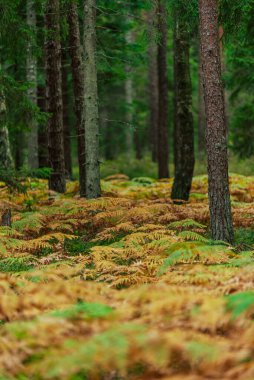 eğreltiotu yaprakları kahverengi ve yeşildir. Orman ağaçlarının altında yan yana.