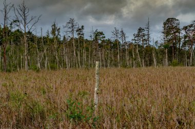 Sazlıkların yanında huş ağacı ve kozalaklı orman ve her şey yeşil olarak telaffuz edilir.