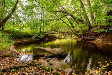 Kurumuş bir ağaç nehrin karşısına devrildi ve etrafı yemyeşil ağaçlar ve çalılarla çevrili.