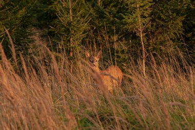 Uzun bir salonda geyik çevreyi gözlüyor ve en yakın çalılıklara saklanmaya hazır.