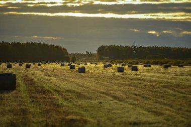 Sabahın erken saatlerinde çimenli bir saman yığını manzarası ağaçlar ve çalılarla kaplıydı ama gökyüzünde güneş ışığıyla bulutlar vardı.
