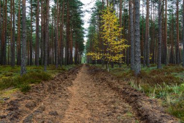 Küçük huş ağaçları kozalaklı bir ormanda yetişir ve sonbahar sarı yapraklarıyla ormanın yeşil doğal renkleri arasında çok iyi görülür.