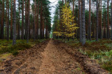 Küçük huş ağaçları kozalaklı bir ormanda yetişir ve sonbahar sarı yapraklarıyla ormanın yeşil doğal renkleri arasında çok iyi görülür.