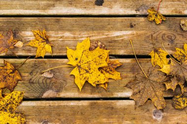 Tahta tahtalara dökülen yapraklar birbirinden daha ilginç ve parlak, hem sarı, hem turuncu, hem de kahverengi.
