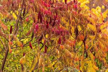 Ağaçların parlak sonbahar renkleri Gri sonbahar gününü renklendirir