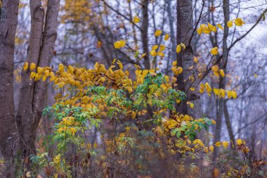 Gri sonbahar gününde, yeşil ve sarı yapraklar yan yana, diğer ağaçların yaprakları çoktan dökülmüş ve zemini kaplamışlar.