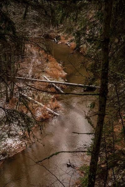 Hiver Rivière Dans Forêt Avec Des Arbres Dans Eau Qui — Photo