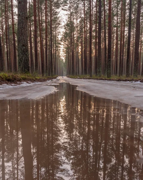 Floresta Pinheiros Estrada Coberta Com Gelo Que Gradualmente Derrete Sob — Fotografia de Stock