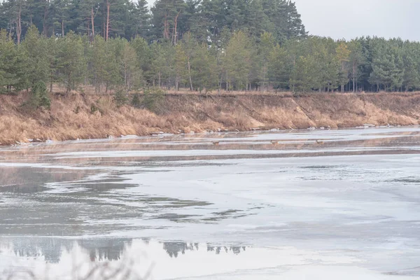 Rådjur Korsar Floden Som Frusen Med Ett Tjockt Lager Men — Stockfoto