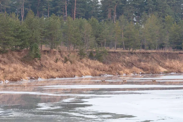 Cervos Cruzam Rio Que Congelado Com Uma Espessa Camada Gelo — Fotografia de Stock