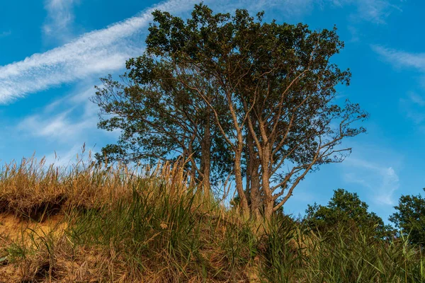 Vista Inferior Uma Árvore Banco Íngreme Com Céu Azul Algumas — Fotografia de Stock