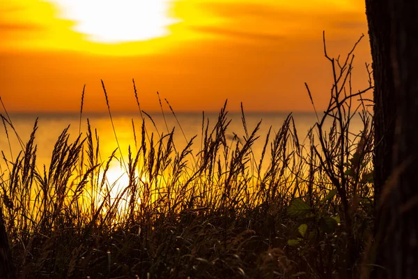 Caules Grama Pelo Mar Pôr Sol Sol Que Colorir Ambiente — Fotografia de Stock