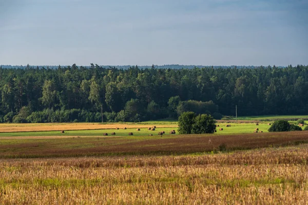 Avverkning Sädesfält Och Klippt Gräsäng Med Torkat Gräs Rullar För — Stockfoto