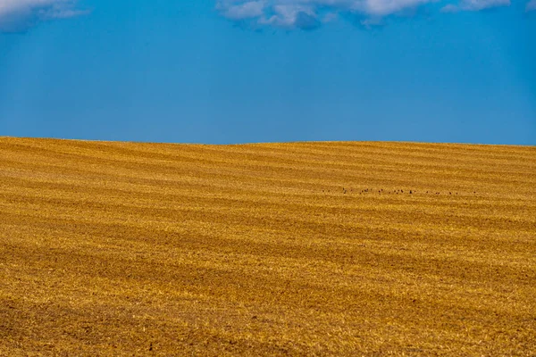 Campo Cereais Listrado Depois Descascar Amarelo Laranja Com Céu Azul — Fotografia de Stock