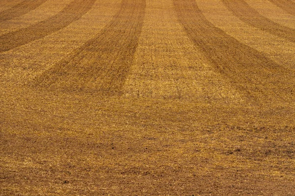 a field of cereals after the cereals have been stripped with wide stripes indicating the direction in which the cereals have been harvested