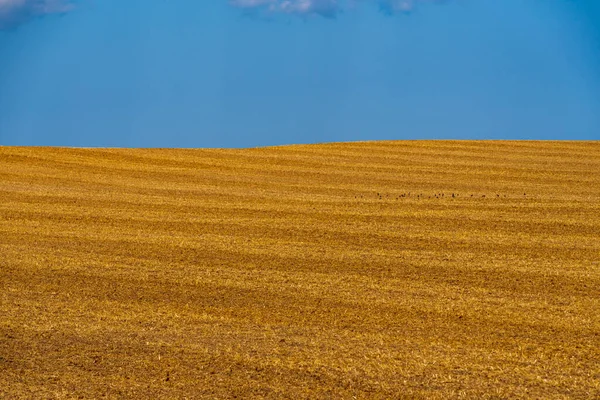 Campo Cereais Listrado Depois Descascar Amarelo Laranja Com Céu Azul — Fotografia de Stock