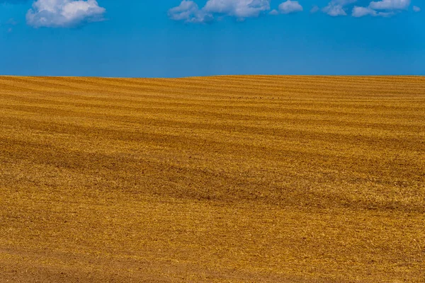 Campo Cereais Listrado Depois Descascar Amarelo Laranja Com Céu Azul — Fotografia de Stock